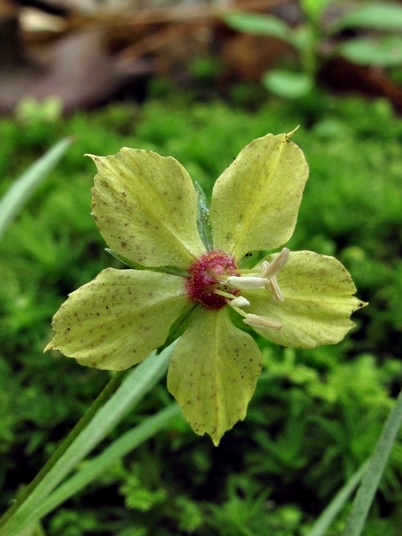 {Lysimachia graminea}